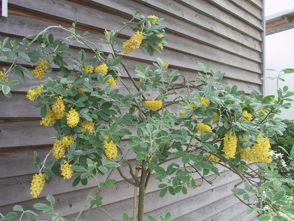 Argyrocytisus (Cytisus) battandieri - Stamm bluehend.jpg